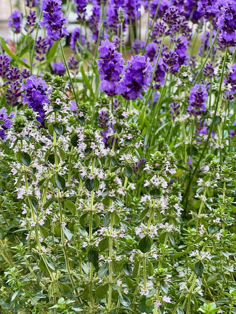 Birdwatching Balcony