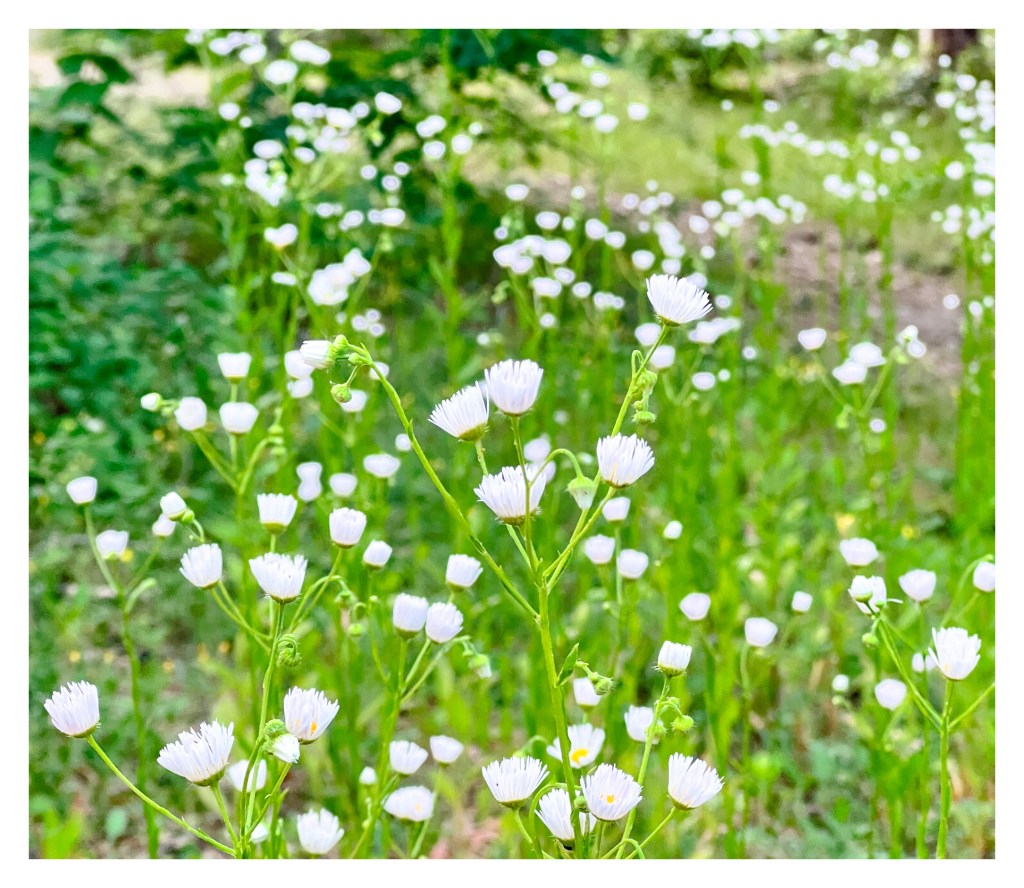 The Curious Paradox of Nature&nbsp;Watching