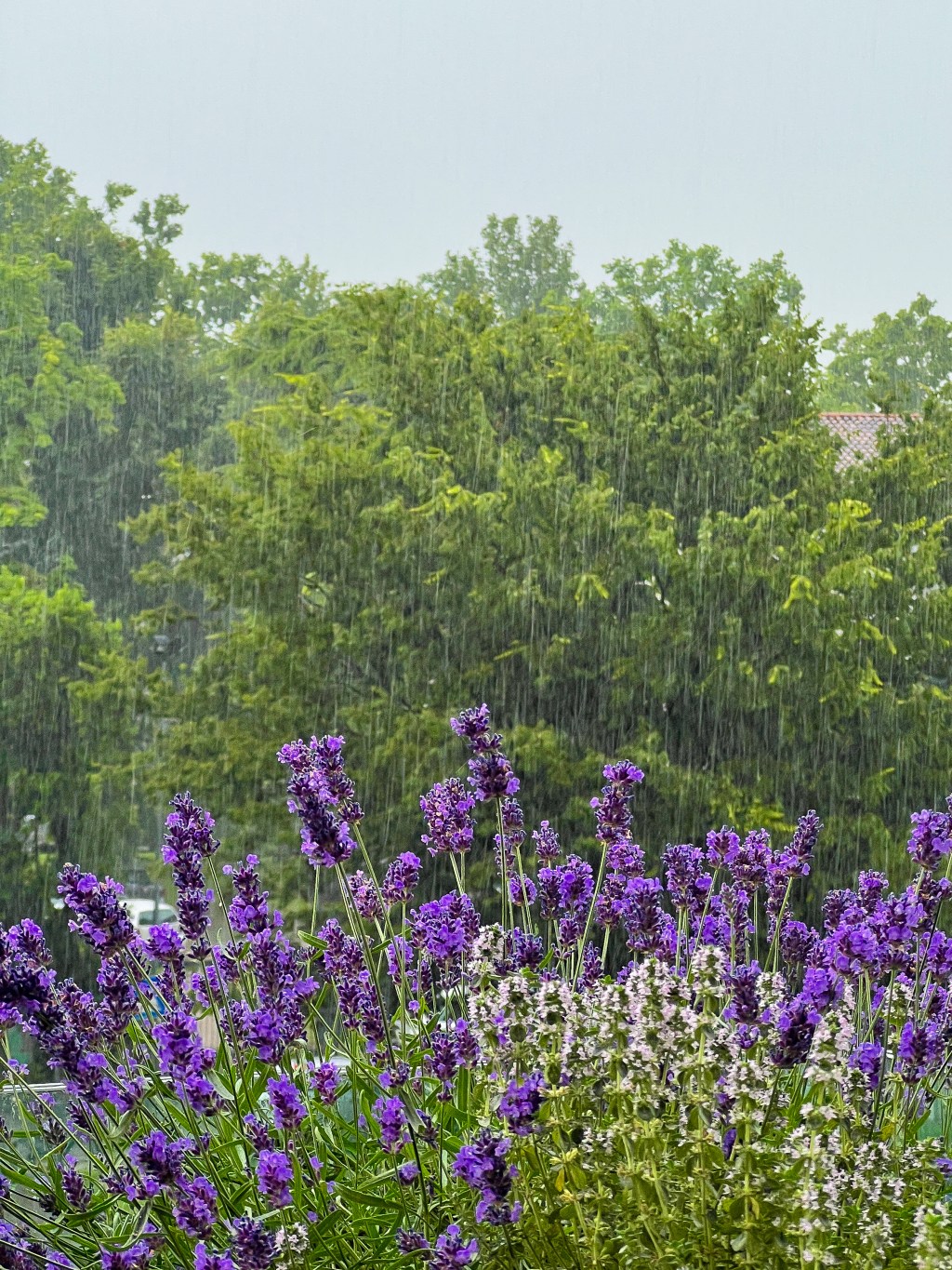 The Beauty of Spring&nbsp;Rain