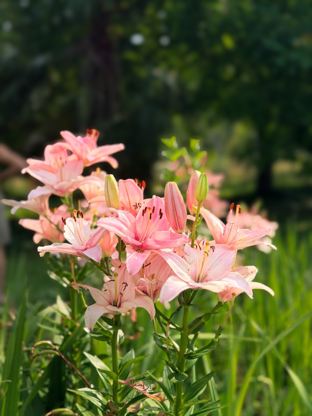 Day 165 — When the Blossoms&nbsp;Arrive